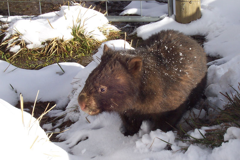 wombat:wombat_snow.jpg